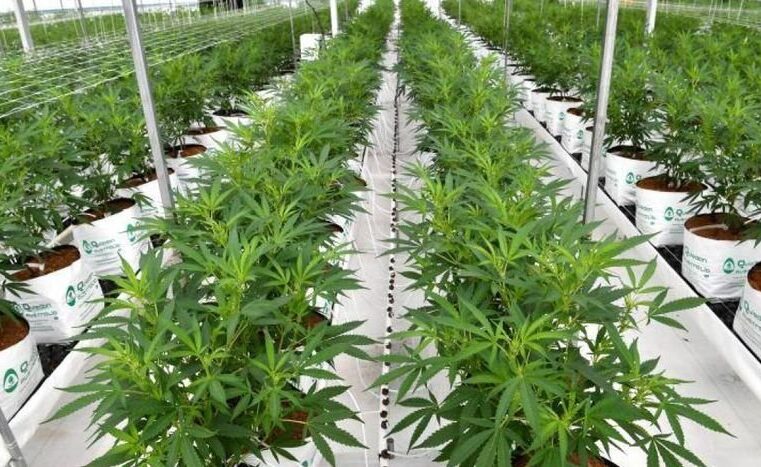 San Pedro tendrá el primer parque industrial de producción de cannabis