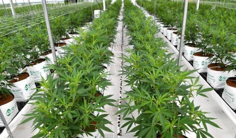 San Pedro tendrá el primer parque industrial de producción de cannabis