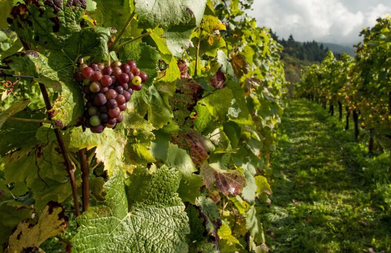 Bodegas de Argentina inicia un foro permanente de sustentabilidad vitivinícola para la industria