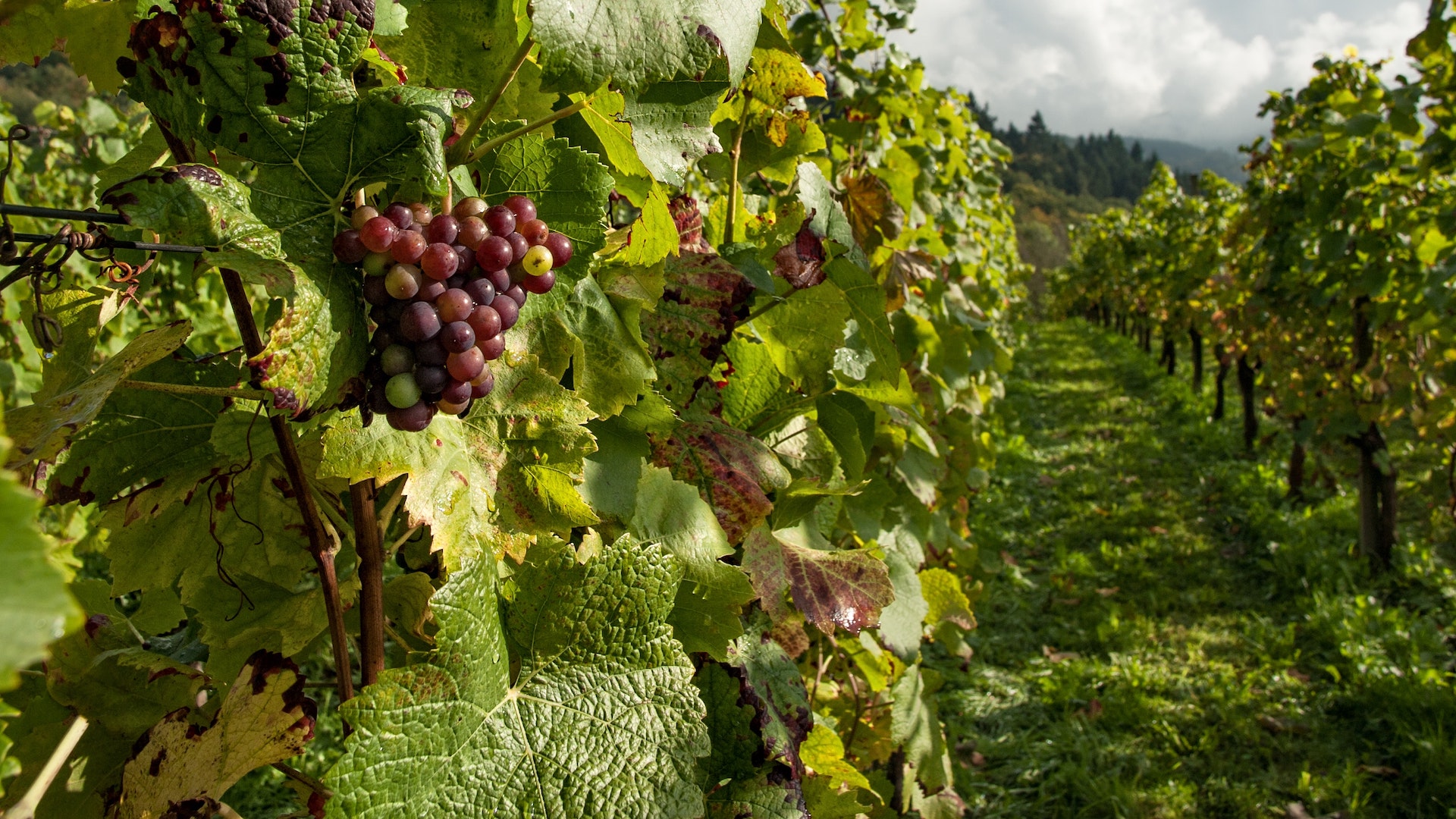 Bodegas de Argentina inicia un foro permanente de sustentabilidad vitivinícola para la industria