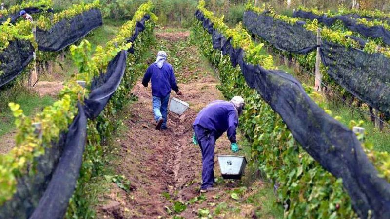 Informe de CAME: economías regionales en alerta por falta de mano de obra