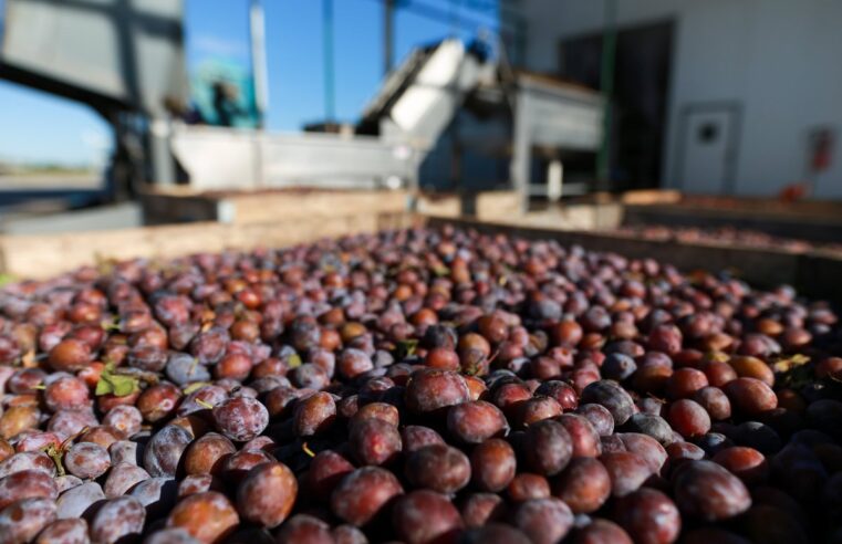 El Clúster Ciruela Industria Mendoza pone en marcha un ambicioso plan de mejora competitiva