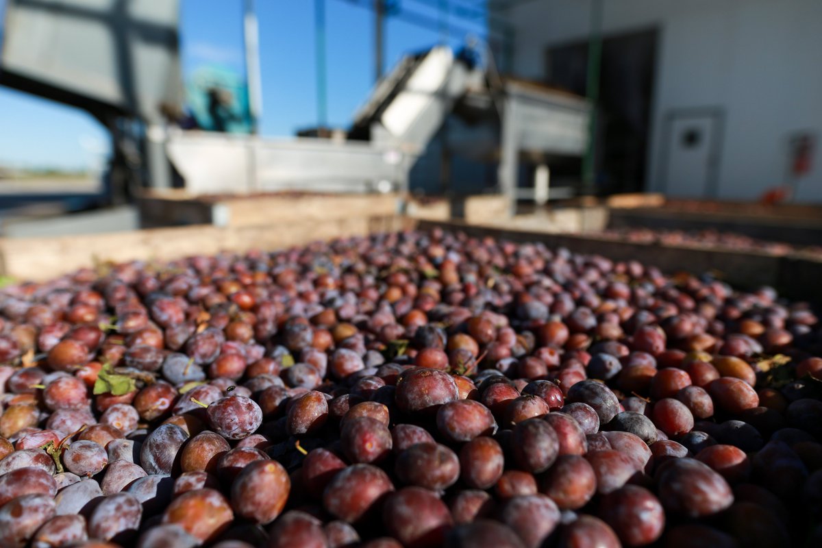 El Clúster Ciruela Industria Mendoza pone en marcha un ambicioso plan de mejora competitiva