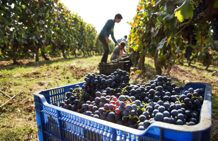 La cosecha de vinos 2021 fue excelente en la mayoría de las regiones de la Argentina