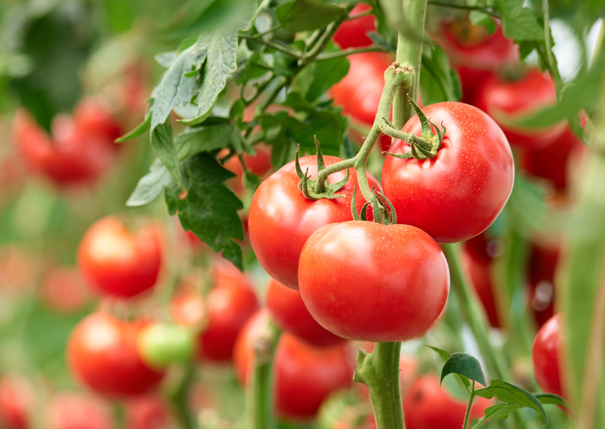 El Congreso Mundial del Tomate para industria se realizará en marzo en San Juan