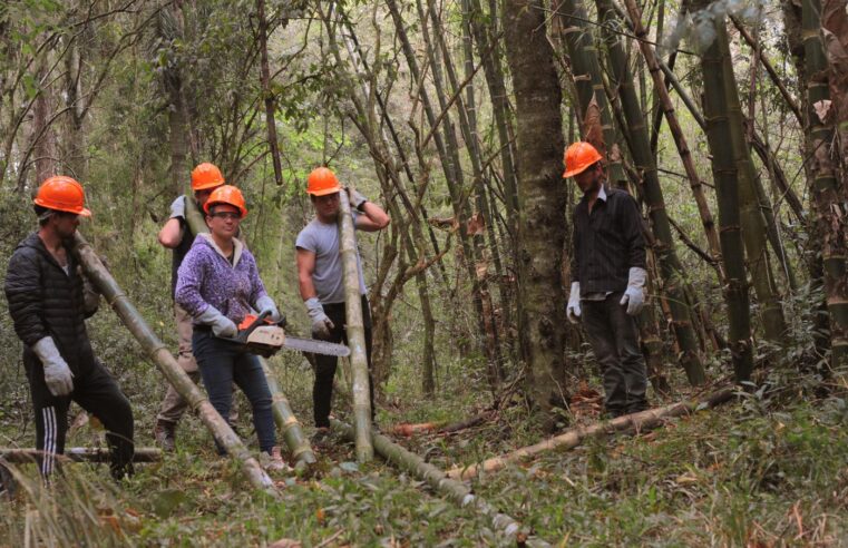 En Wanda proyectan su primera exportación de bambú