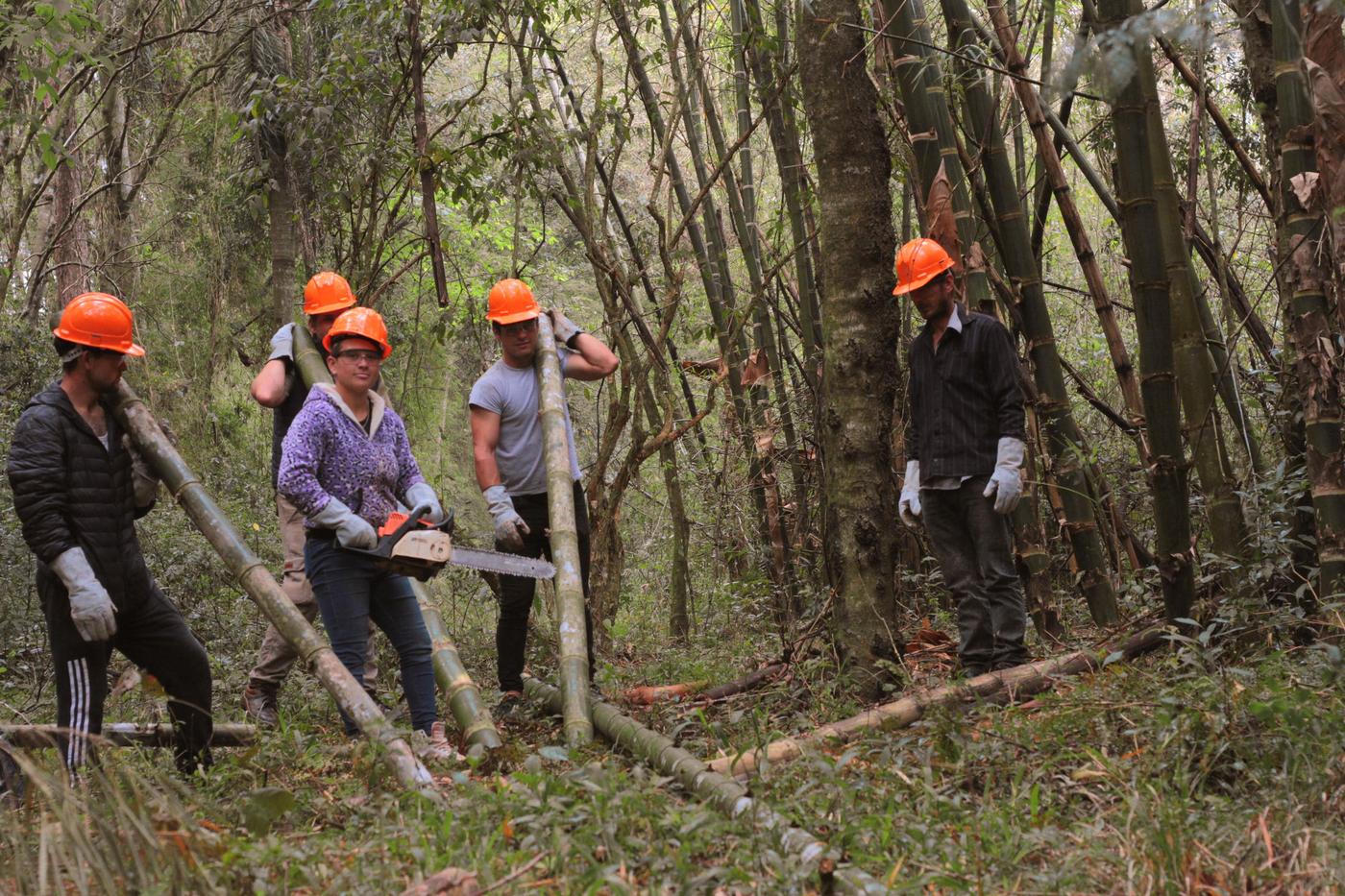 En Wanda proyectan su primera exportación de bambú