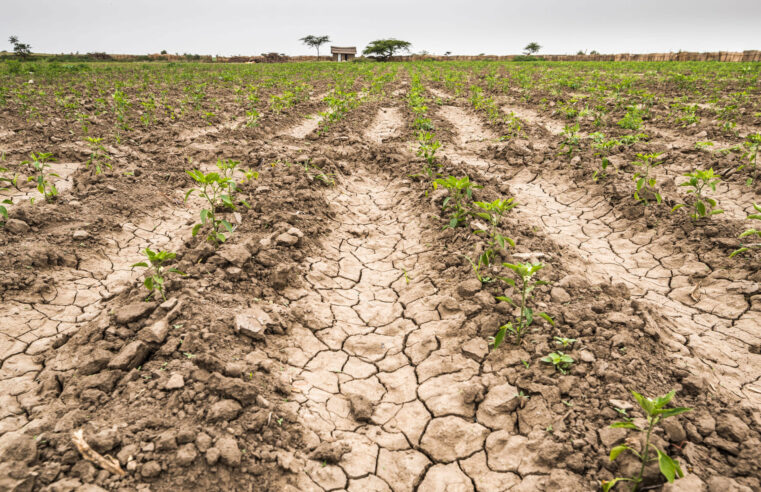 Crisis agropecuaria: 8 de cada 10 hectáreas están afectadas por la sequía