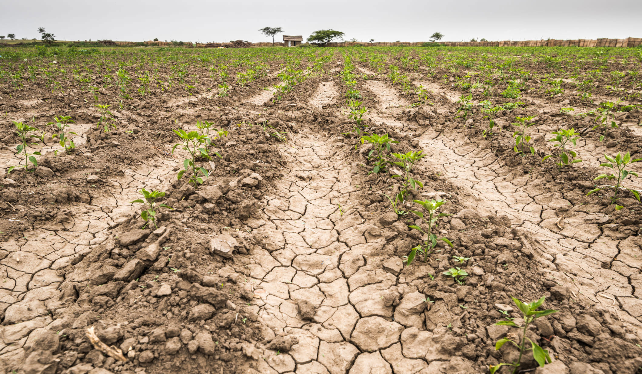 Crisis agropecuaria: 8 de cada 10 hectáreas están afectadas por la sequía
