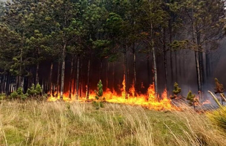 Incendio en Corrientes y Misiones: CAME solicitó al Gobierno Nacional la intervención del Ejército