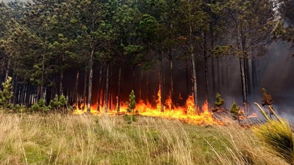 Incendio en Corrientes y Misiones: CAME solicitó al Gobierno Nacional la intervención del Ejército