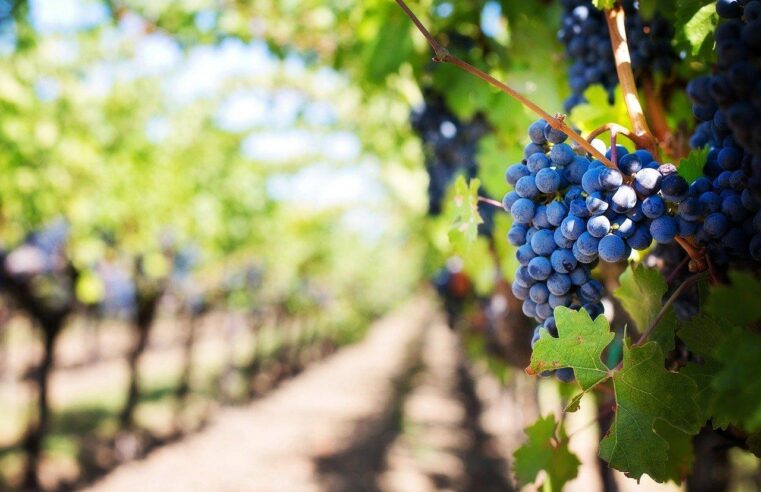 Trelew desarrollará un programa para impulsar la producción vitivinícola