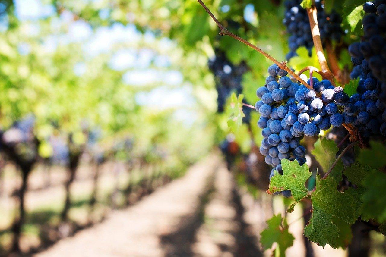 Trelew desarrollará un programa para impulsar la producción vitivinícola