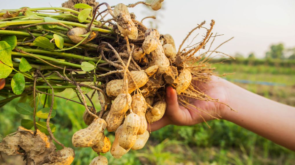 La producción de maní será la más baja de los últimos cuatro años