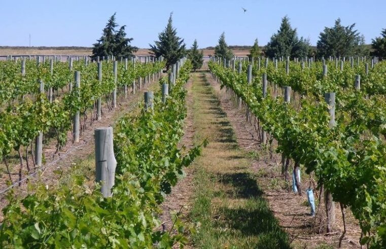 Científicos destacan la producción de vinos pampeanos