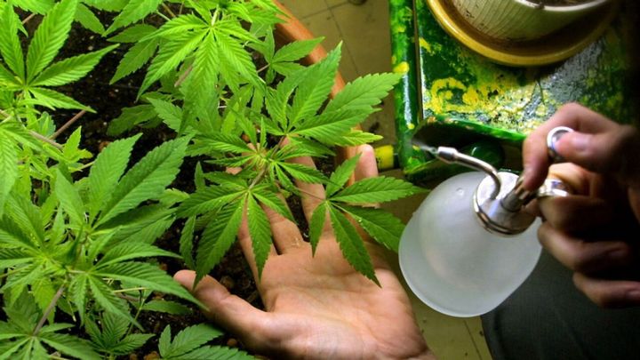 Piden la regulación del cannabis de uso adulto y la reglamentación para producción de pymes