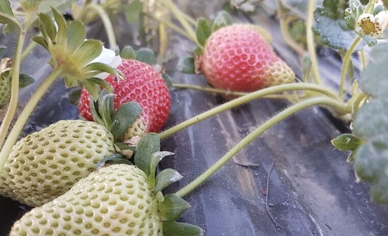 Tucumán lidera la producción y exportación de frutillas orgánicas