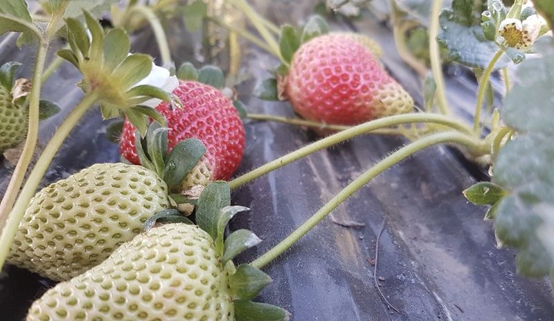 Tucumán lidera la producción y exportación de frutillas orgánicas