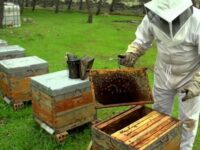El 98% de la producción de la miel pampeana se exporta