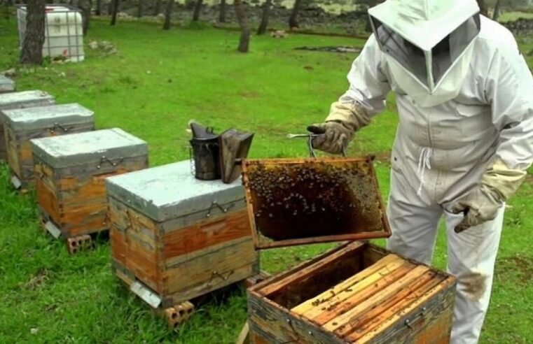 El 98% de la producción de la miel pampeana se exporta