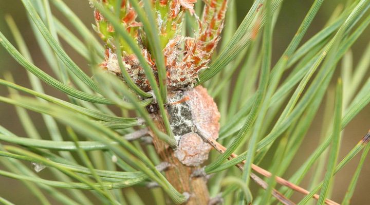 El INTA trabaja en la conservación de recursos genéticos para la producción de resina de pino