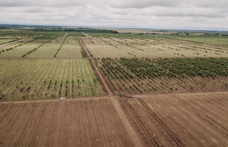 Finca San Gerardo, la olivícola Premium de Mendoza que genera una economía circular 