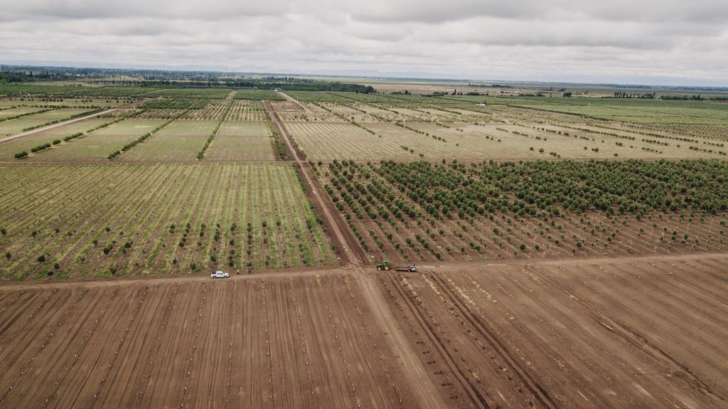 Finca San Gerardo, la olivícola Premium de Mendoza que genera una economía circular 