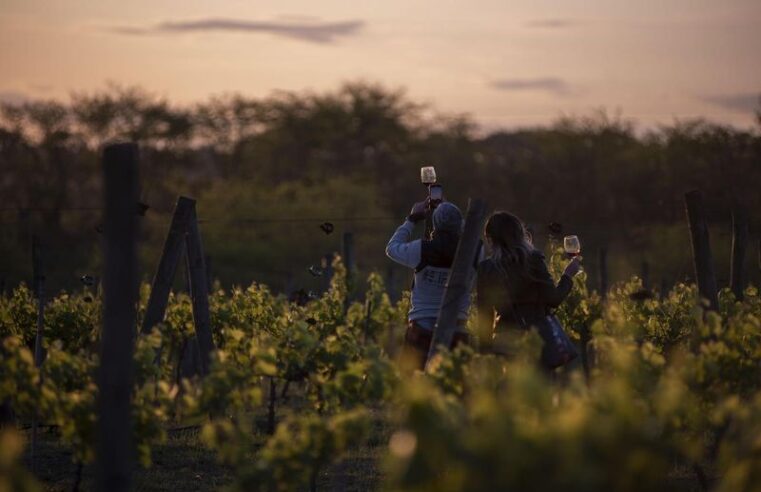 Presentaron la Huella Ambiental para el vino argentino