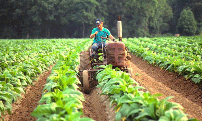 Solo una de diecinueve economías regionales mantiene su producción