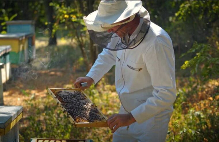 Se desploma la producción de miel: cómo impacta en el consumo