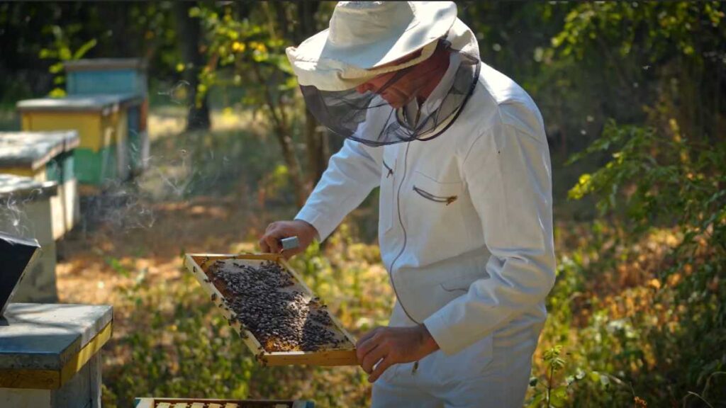 Se desploma la producción de miel: cómo impacta en el consumo