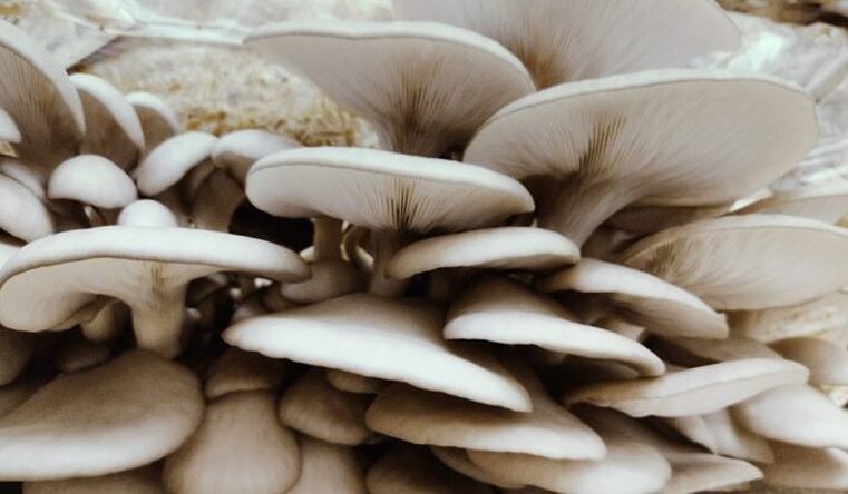 Logran incrementar la producción de un hongo comestible y generar biogás empleando los desechos de las cervecerías artesanales