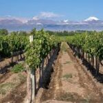 Menos consumo, más stock y crisis: el balance de la vitivinicultura tras 2025 images